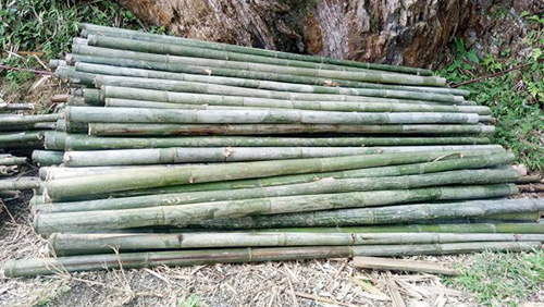 CỌC TRE LỘC PHÁT - CÔNG TY TNHH THƯƠNG MẠI VÀ DỊCH VỤ FORBIGSU VIỆT NAM